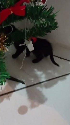 Árvore de natal 🌲 #olhaisso #enfeiteslindos #bolinha