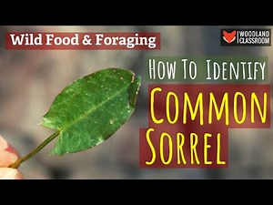 How To Identify Common Sorrel (Wild Food & Foraging)