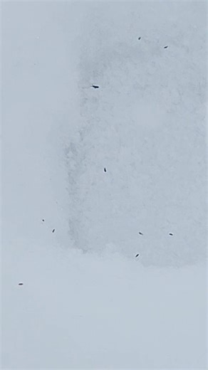 The snow flea (Hypogastrura nivicola) is a small species of springtail that spends most of the year living in the soil and leaf litter helping decompose organic matter. However, these bugs can tolerate colder temperatures and have been known to emerge in late winter to hop around on top of the snow. According to research at Queen's University in Canada, the fleas contain a unique antifreeze protein that allows them to remain active on the frozen snowy surface. Sarett naturalists spotted some sno