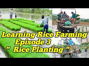 Rice Planting in Philippines | How to use Mechanical Rice Transplanter (riding type)