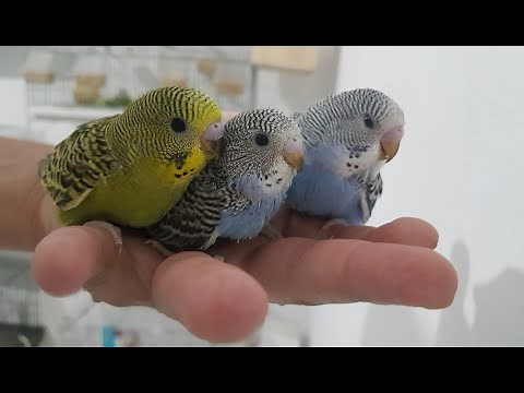 Reproduction Perruches ondulées (Partie 2) - Budgie Breeding (Part 2).