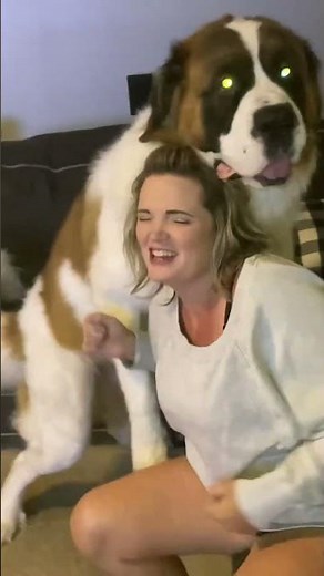 Saint Bernard's Hilarious Humping Moment You Won’t Believe! 😲 #shorts #dogshorts #funnydogvideo