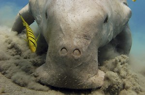 The Difference Between Manatees and Dugongs