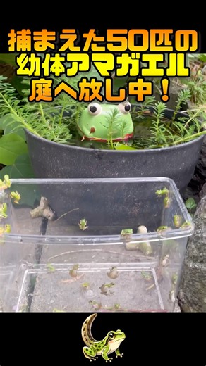 50 young Japanese tree frogs begin their journey toward the garden stone! #frog #frog #cute
