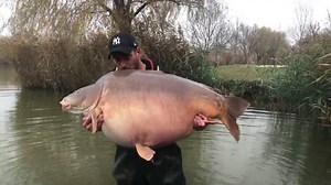 450K views · 1.2K reactions | Biggest carp in the world tops 112lb at Euro Aqua Euro Aqua has done it again, this time producing the first 50kg carp ever recorded. The monstrous 51.2kg (that’s 112lb 14oz!) mirror fell to Michel Schoenmakers at the Hungarian super venue. The fish was caught today [November 23, 2018] and beats the previous world record of 108lb, which also came from Euro Aqua. | Angling Direct Hull | Facebook
