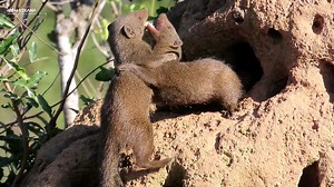 11K views · 598 reactions | An incredible moment seeing these Dwarf Mongoose here in the Kruger National Park with me on Safari | Nombekana Safaris and Wildlife Photography | Facebook