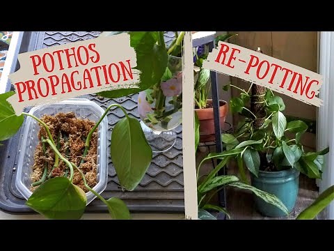 Golden Pothos Propagation in Water and Sphagnum Moss | Pothos repotting