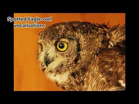 Spotted Eagle owl vocalisations