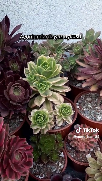 #aeonium #sukulent #kaktüs #kesfet #keşfet #ordu