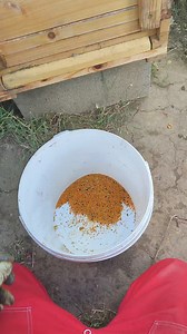 Virágpor gyűjtés. A virágpor színét mindig az éppen nyíló virágok befolyásolják. Termelői méz országos kiszállítással: www.frissmez.hu #virág #virágok #virágpor #fehéje egészség | Friss Méz