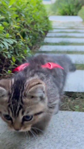 Cute Kitten Cute Playing Don't Miss 😘😘😍 #cute #kitten #viral #short | Simons kitten