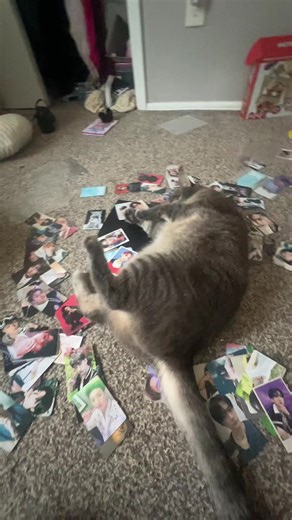 #fyp #haha #kpop #cat | cat