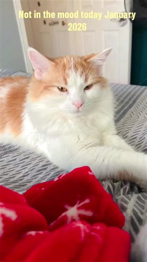 #creatorsearchinsights #personalplaylist #catmoody #autocorrect #sleepyday