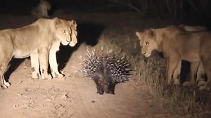 Stachelschwein schlägt Löwenrudel in die Flucht