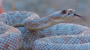 The mystery of why this snake lost its rattle will astound you! #Solved | Animal Planet