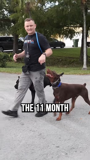 Testing a Doberman and Cane Corso’s Brakes #dogs #doglover #puppylove #animals #fyp | DIYK9 Dog Training