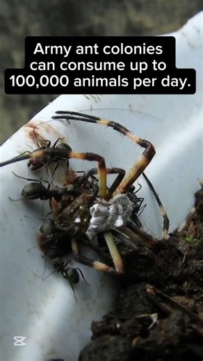 The Unknown Secrets of Ants