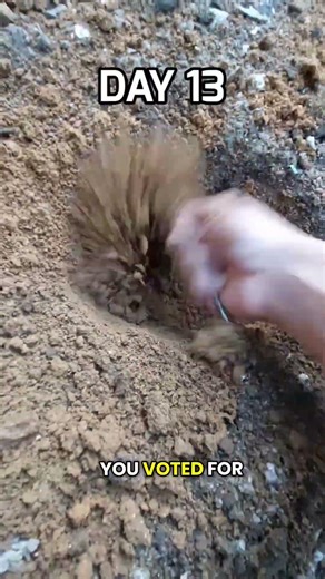 Day 13 of digging to the Center of the Earth 🌍Every 1000 followers #diggingchsllenge