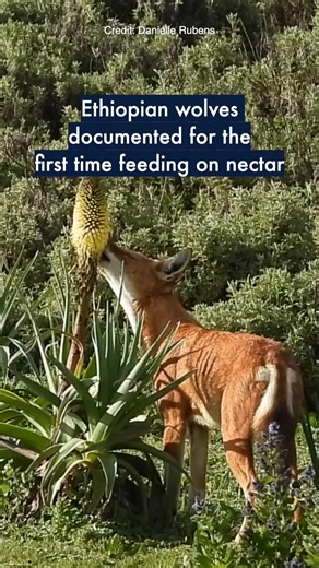 47K views · 408 reactions | Ethiopian wolves have been seen feeding on nectar  They are the first large carnivore documented doing this - and may be acting as pollinators too.  | Danielle Rubens #OxfordUni #OxfordUniversity #OxfordResearch #WolvesOfInstagram #Wolves #EthiopianWolves #AnimalsOnCamera | University of Oxford | Facebook