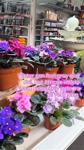 Bring a Little Color to Your Winter with African Violets! 🌸 Winter blues? African violets are here to brighten your home! These charming little plants bloom year-round, even when it’s cold outside. Not a “true” violet—but just as pretty! Tiny leaves, big blooms: one plant can have dozens of flowers. Easy to care for and propagate—share the joy with friends! Can live for decades with a little love. Add a pop of color this winter—African violets make every room feel happy and alive! 💜💚 Get them