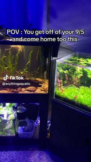 Aquarium Fish Tank Inspiration for Your Bedroom