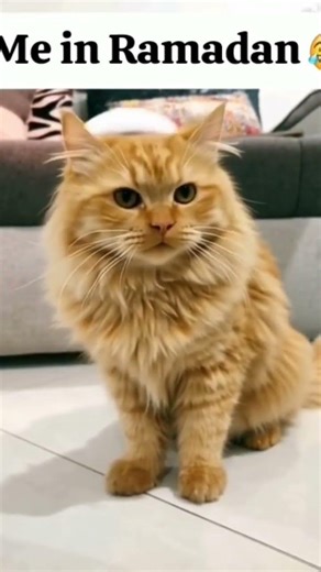 Islamic Cat Remembrance of Allah 🐾✨