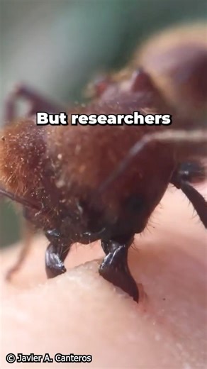 Ants Developed Fertilizer