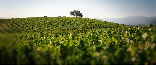 The Wine - Quintessa