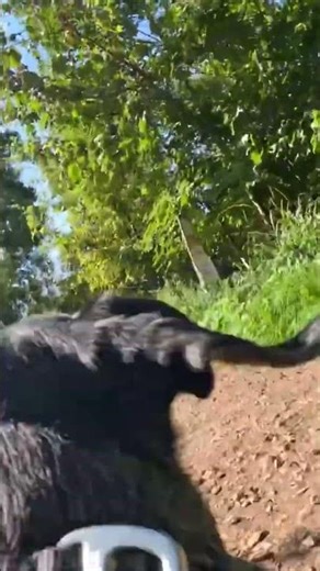 Wilbur Dachshund GoPro