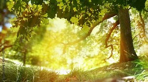 Seamless loop of Oak tree nature background. Golden sunlight and trees in a forest or park.