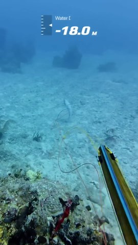 My second mutton snapper! It’s fascinating how much confidence has to say on your aim!