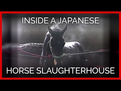 Raw Footage of a Thoroughbred Inside a Japanese Horse Slaughterhouse