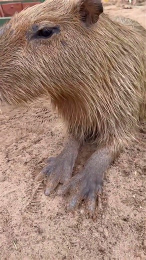 Look at Those Tiny Hands! 🥹🦫