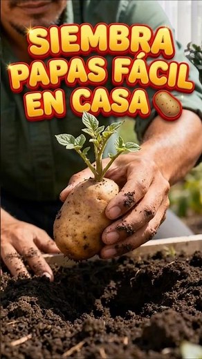 Siembra papas fácil en casa 🥔