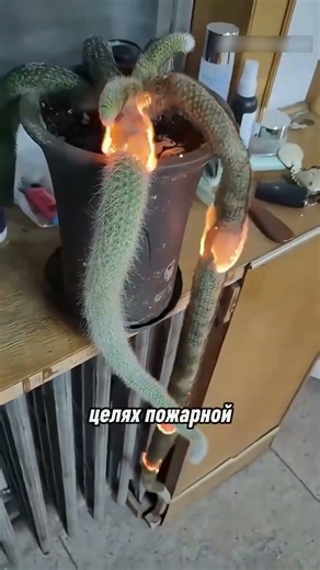 зачем поджигать пух у кактуса