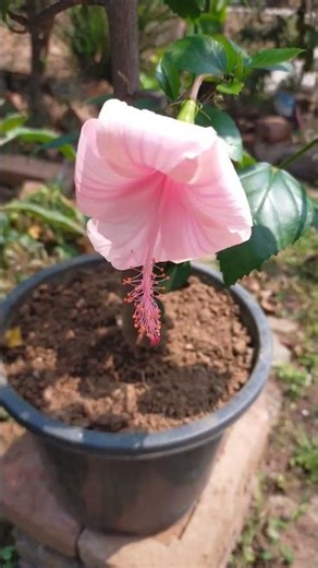 Hibiscus Flowering After Hard Pruning