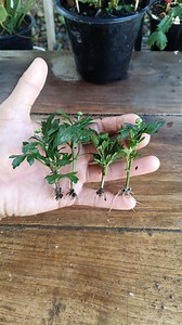 Geranium flowers Propagation in Easy Way 🌱 #geranium #mums #gardening #garden #reels #trendingreel #trendingreelsvideo #facebookviral #facebookreels #viralreels | Gardening Ideas