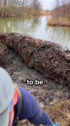 Why Beaver Dams Need to Be Destroyed