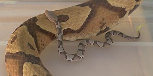 Watch your step! It’s copperhead season