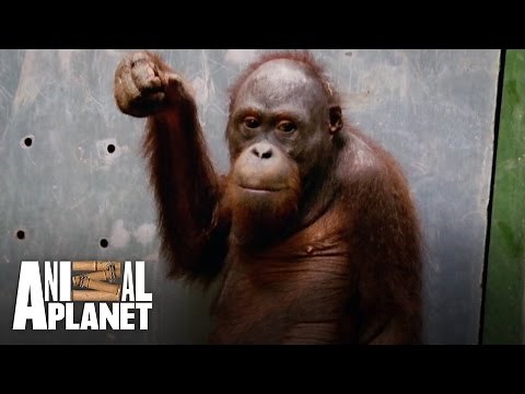It's Double Trouble in Meet the Orangutans!