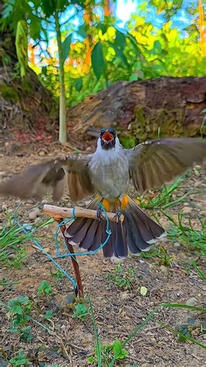 bulbul birds sound#shorts #birds #bulbul #sound
