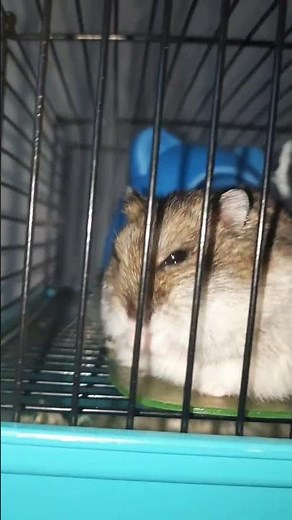 What makes hamsters sneeze?