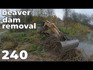 Beaver Dam Removal With Excavator No.240
