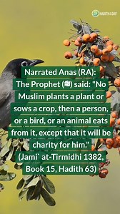 38K views · 854 reactions | A beautiful Hadith about simplicity | Hadith of the Day | Facebook