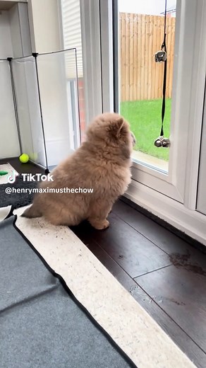 Chow Chow Puppy Training Tips and Tricks