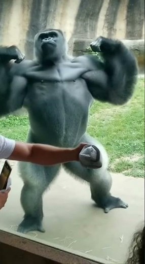 Gorilla Shows Off Like a Pro Bodybuilder — Crowd Goes Wild