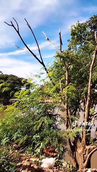 Serene Natural Landscape with Water and Foliage
