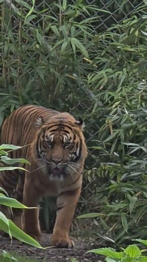 up and close with a tiger #tigers #wildlifeconservation
