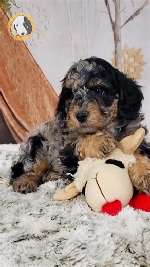 Say hello to River, the F1b Cockapoo boy with gentle curls, bright eyes, and a heart that flows with love! 🐾💙 Hypoallergenic, cuddly, and full of sweet charm, River is the perfect companion for cozy snuggles, playful moments, and peaceful days at your side. He’s calm, affectionate, and always ready to bring warmth and joy wherever he goes — a little stream of happiness waiting to find his forever home. 🐶✨ Comes with: ✅ Direct Home Delivery ✅ 24/7 Lifetime Vet Support ✅ Microchip & Health Cert