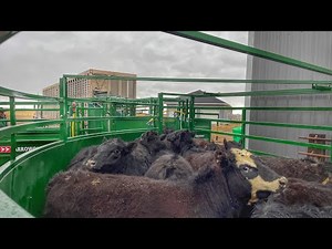 Selling Cattle, Emptying the Feedlots